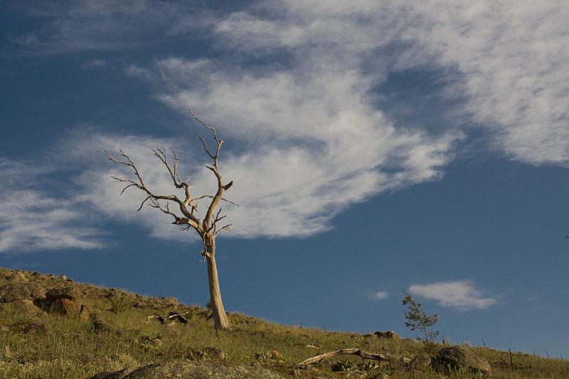 trees snagging clouds.jpg